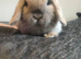 Lovely Blue Tort Minilop 7 months old Vaccinated
