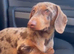 Chocolate and tan dapple miniature dachshund stud