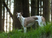 Well bred whippet pups
