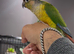 Semi tame conure with cage