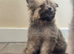 Pomeranian x Cavachon Puppies 3 Male 3 Female - Ready To Leave Now
