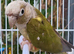 Beautiful cinnamon Pineapple conure male dna sexed