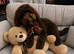 I love cockapoo