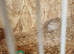 Japanese quail young and adults available