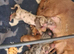Full breed