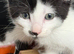 Adorable playful kittens