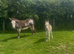 Donkey Jenny and foal at foot