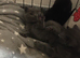 British shorthair x