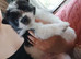 Pomeranian x shihtuz