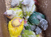 Hand Reared conures