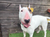 Diva 3 year old Bully