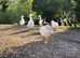 Happy healthy geese