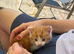 Three beautiful tame kittens