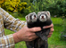 Working Ferrets for sale (Polecat Mix)