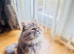 Beautiful exotic Persian longhair cat looking for new home