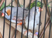 Lovely zebra finches
