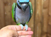 Derbyan parrot