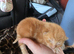 Litter of 2 week old kittens