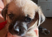 Jug puppy for sale