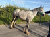 Gary ride and drive mare