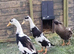 INDIAN RUNNER DUCK HATCHING EGGS