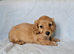 3 beautiful long haired mini dachshunds