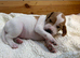 Pointer puppies/ Working & Champion Bloodlines