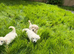 KC registered Golden Retriever Puppies