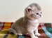 Blue Golden British Shorthair Female