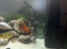 Rio jewel 450 aquarium