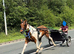 Driving Mare for sale