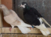 Deep Roller pigeons