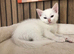 4 month male kitten for sale