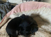 Apple head chihuahua male puppy s