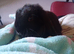 Pure mini lop ready to reserve