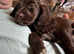 Cocker Spaniel ready now last chocolate bitch