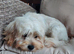 Maltipoo boy