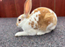 Stunning mini Rex 1 LEFT