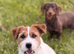 Cliff KC Jack Russle Stud
