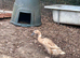 2 female runner ducks