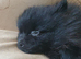 2 small house trained Pomeranians finally big enough to leave
