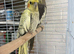 cockatiels