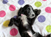 Amazing cockapoo