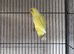 Beautiful female Lutino Parrotlet