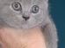 3 FULL BSH KITTENS READY TO LEAVE MOM AND DAD AVALIABLE TO VIEW