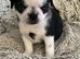 Beautiful pug puppies