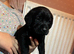 Labrador Puppies
