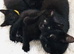 I have 3 Bombay black kittens