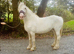 Blagdon Cob Mare 14.1hh mare