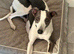 Blue kc whippet puppies